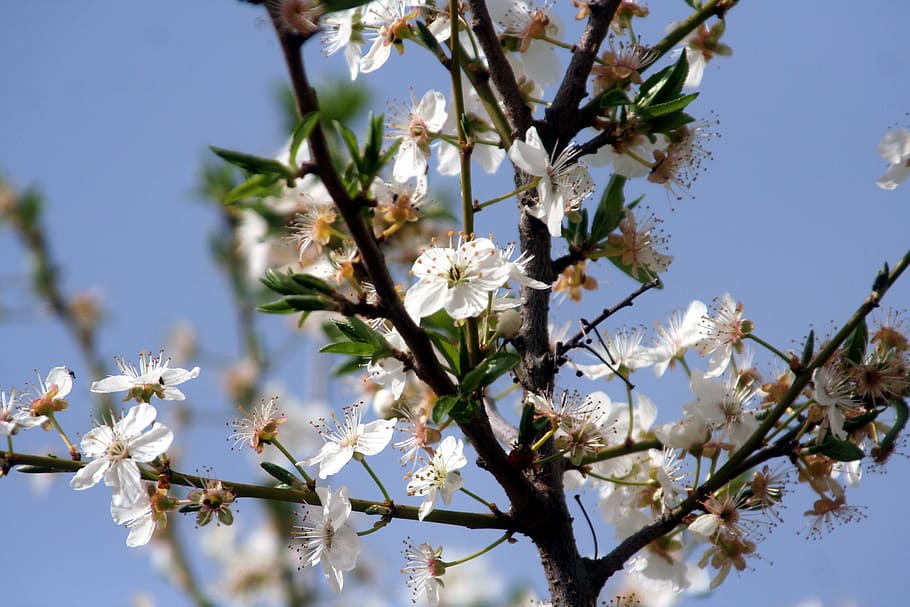flower, tree, shrub, branch, plant, spring, flowering plant HD wallpaper