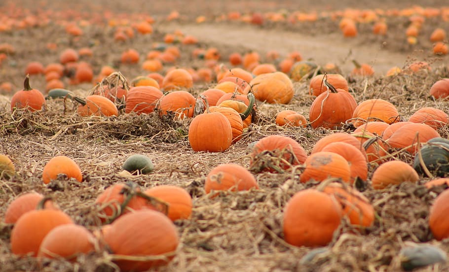 pumpkins, fall, harvest, food, orange color, food and drink HD wallpaper