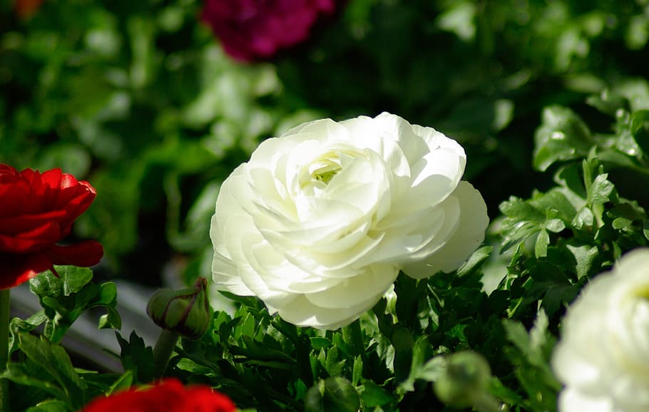 flowers, spring, flowering, flowering plant, beauty in nature HD wallpaper