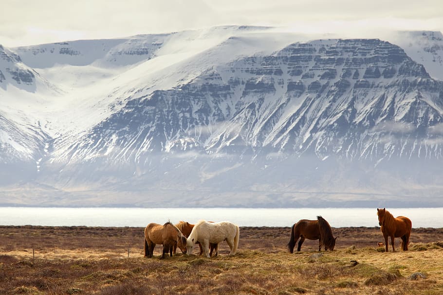 photography of five assorted-color horses on grass field in front of mountain, horses on grass field HD wallpaper