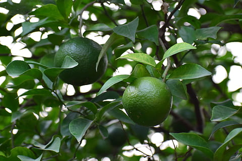 tree, fruit, green, leaf, nature, plant, branch, garden, food HD wallpaper