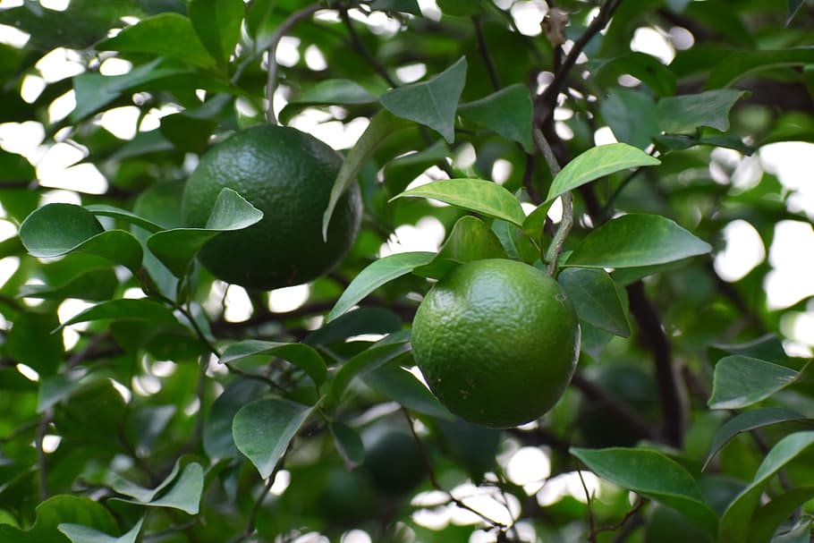 tree, fruit, green, leaf, nature, plant, branch, garden, food HD wallpaper