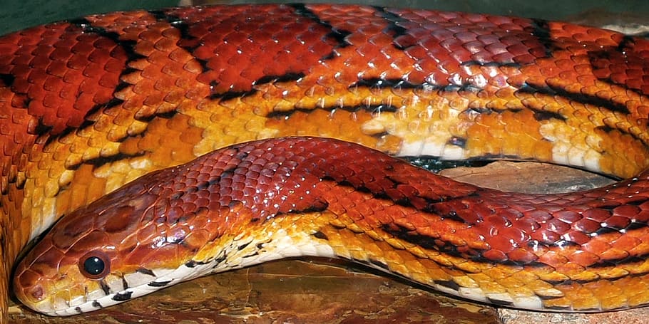 snakes, corn, okeetee, red, orange, reptile, animal, wildlife HD wallpaper