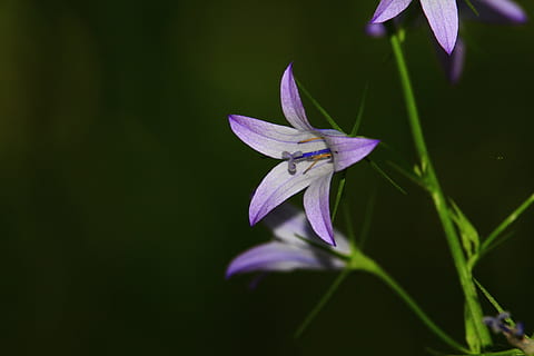 Nature, Beautiful, Flower, Spring, red, white flower, flower spring HD wallpaper
