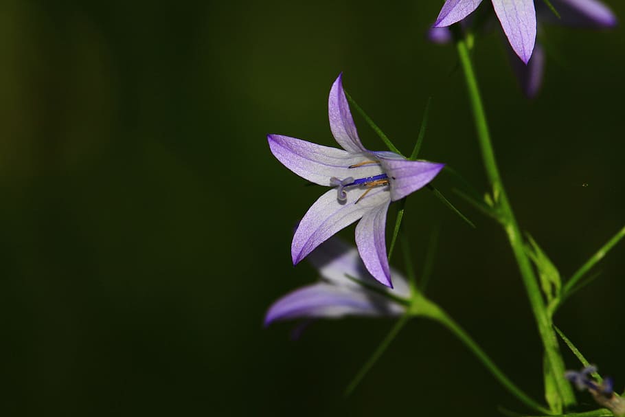 Nature, Beautiful, Flower, Spring, red, white flower, flower spring HD wallpaper