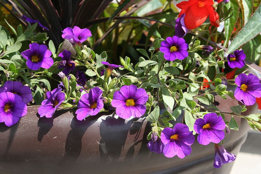 flower, purple, pot, decor, flower pot, flowers in pots, flowering plant HD wallpaper