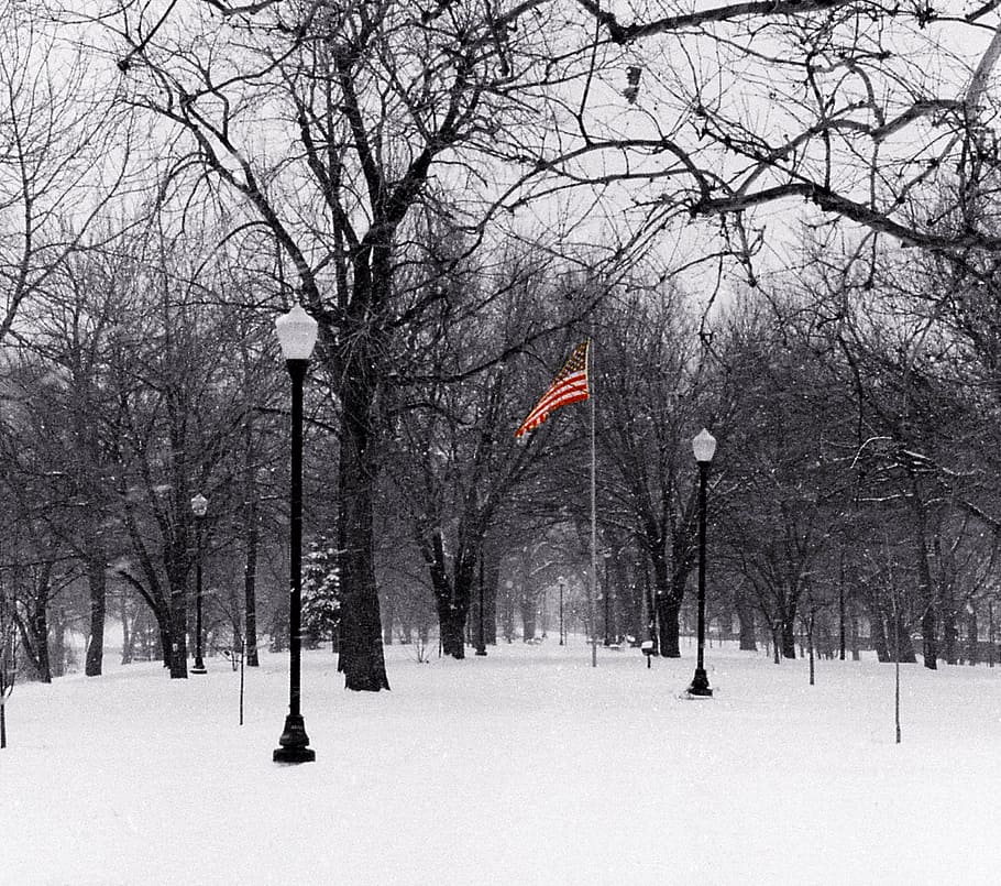 flag, tree, snow, winter, bare tree, cold temperature, branch HD wallpaper
