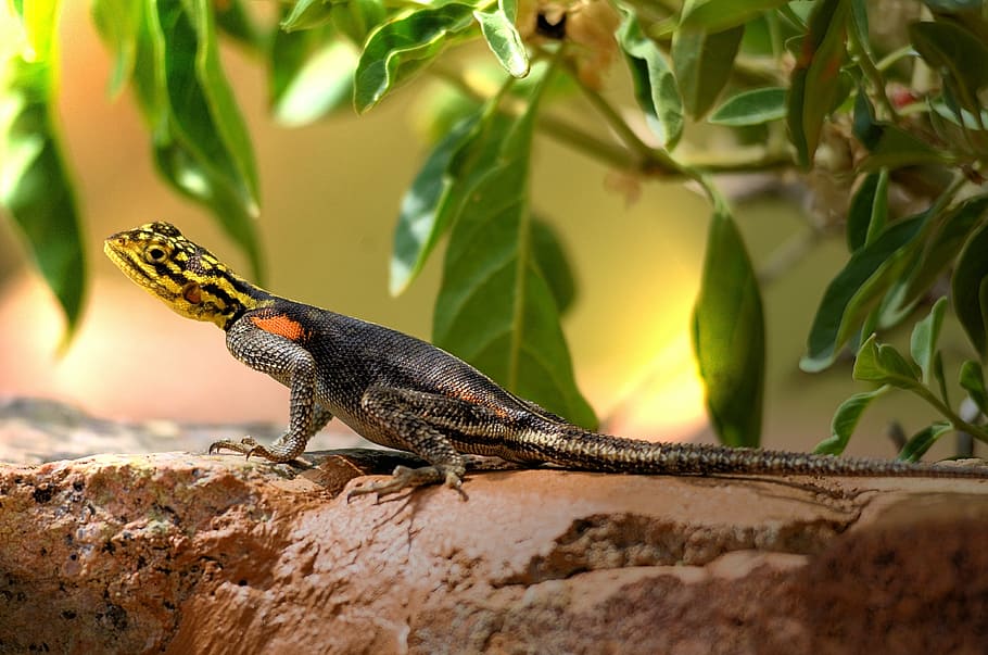 agame, lizard, shed lizard, africa, dragons, colorful, whiny HD wallpaper