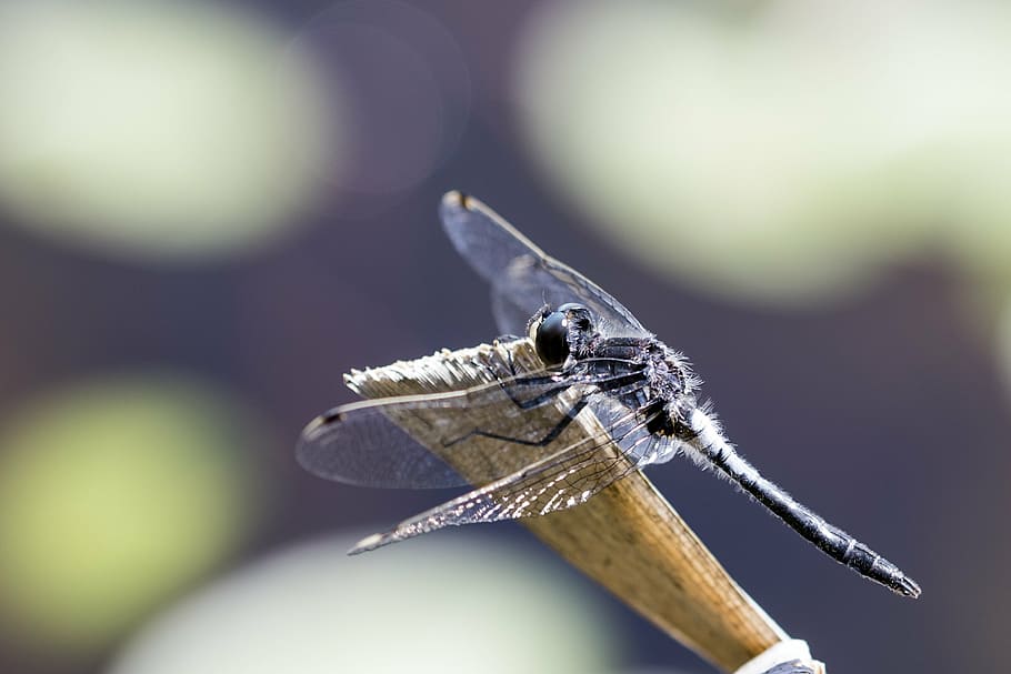 macro, nature, small, insect, bug, wildlife, wing, fly, dragonfly HD wallpaper