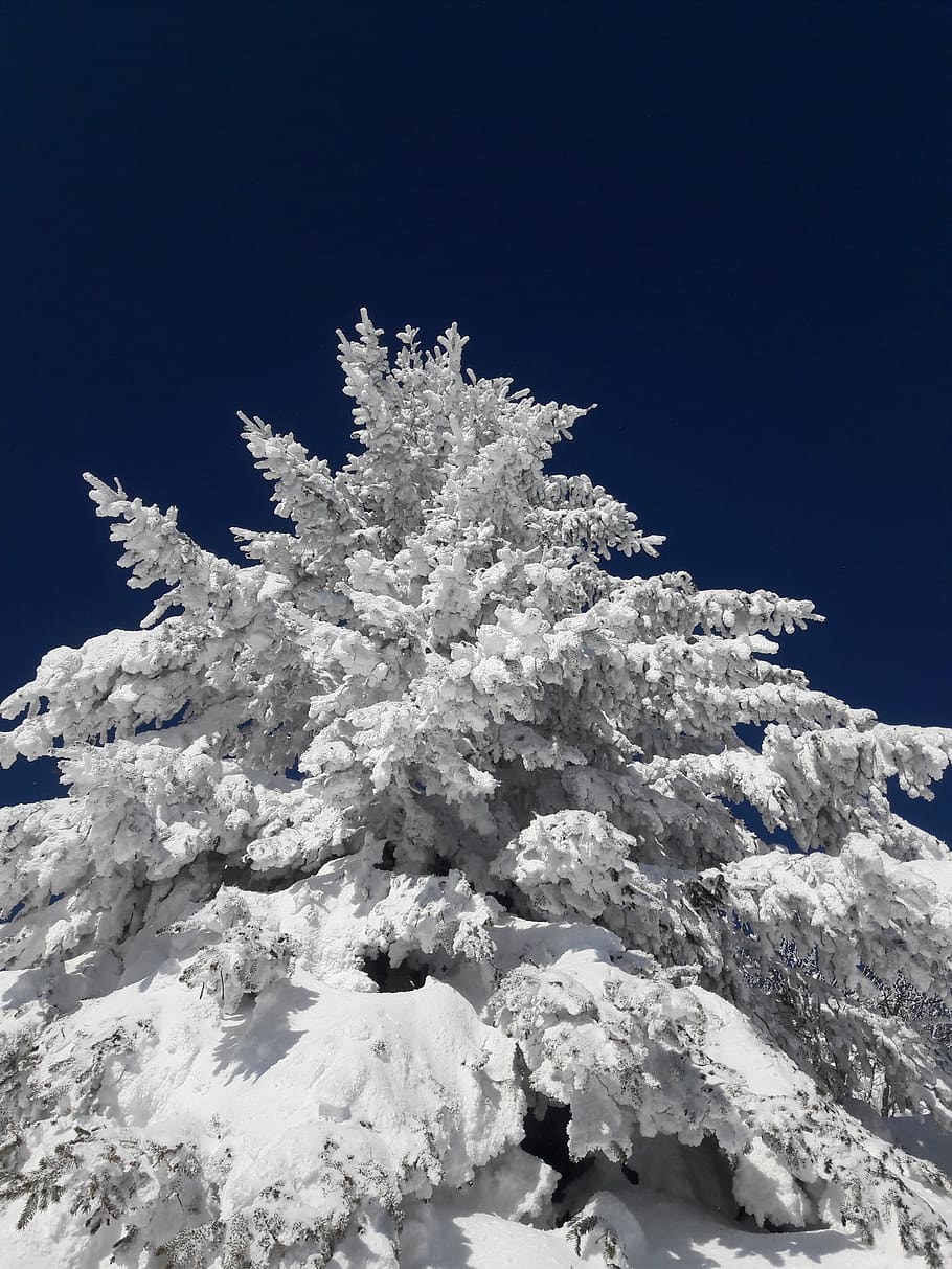 winter, tree, cold temperature, snow, sky, nature, frozen, white color HD wallpaper