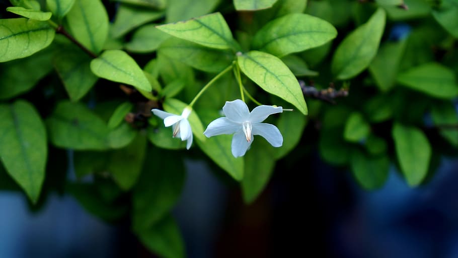 flower, leaf, white, flowers bloom, plant, flowering plant HD wallpaper