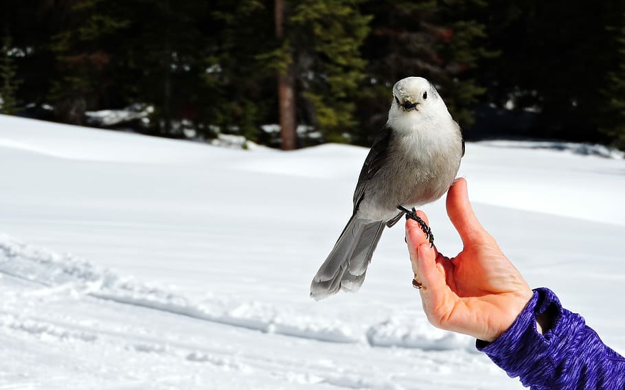 white and black bird, person holding white and grey bird, hand HD wallpaper