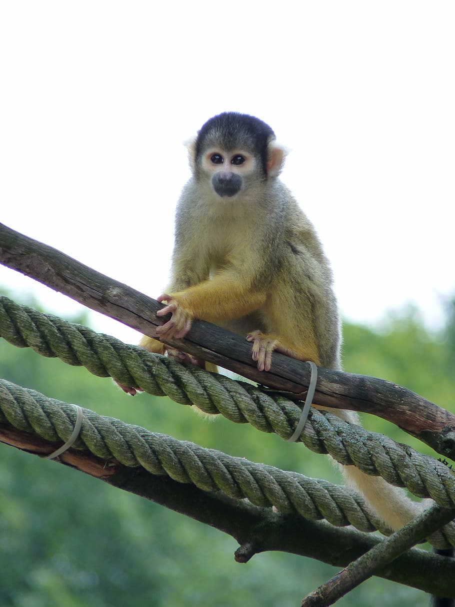 monkey, squirrel monkey, climb, tiergarten, zoo, animal themes HD wallpaper