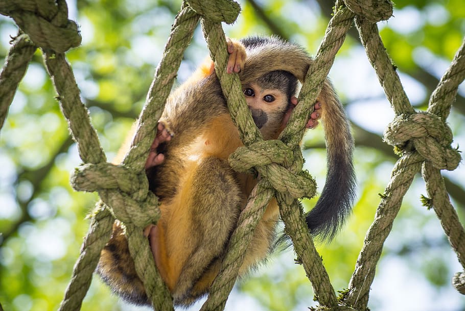 squirrel monkey, curious, looking, cute, creature, mammal, climb, HD wallpaper