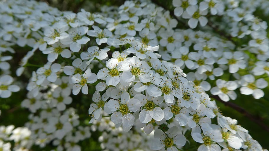 flowers, white, bush, spring, tender, flowering plant, freshness HD wallpaper