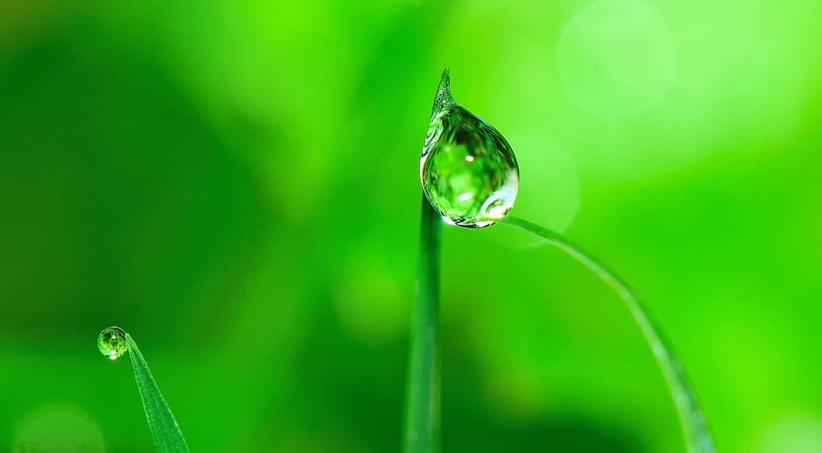 selective focus photography of dew drop on plant, water, grass HD wallpaper