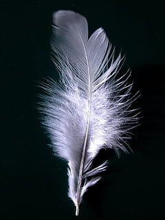 purple feather, plumage, wing, fly, white, down, fibrous, fibers HD wallpaper