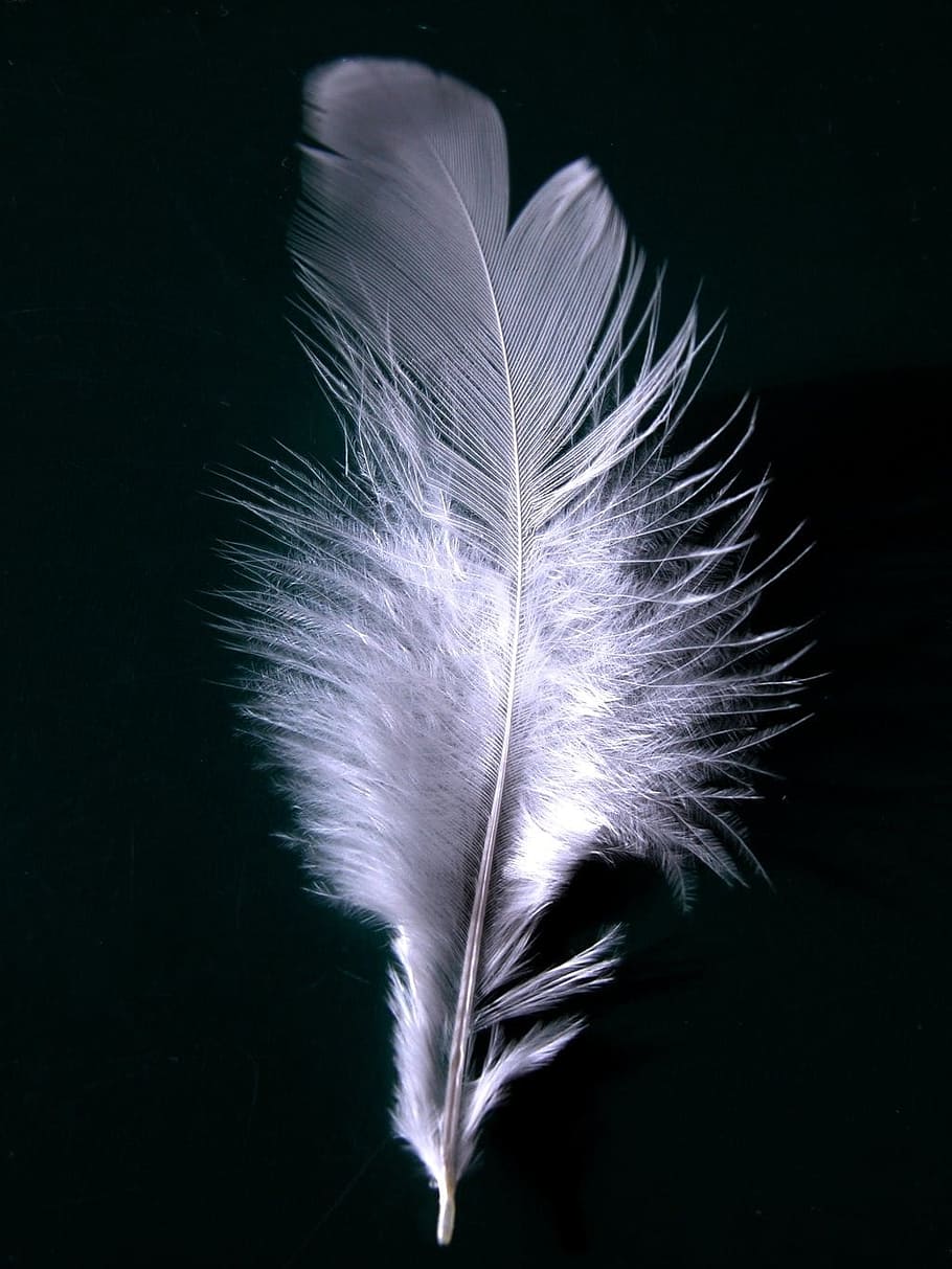 purple feather, plumage, wing, fly, white, down, fibrous, fibers HD wallpaper