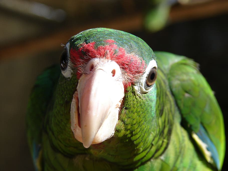 selective focus photography of green parakeet, parrot, bird, amazon, HD wallpaper
