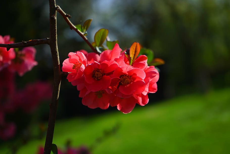 japanese ornamental quince, flowers, red, red orange, bush