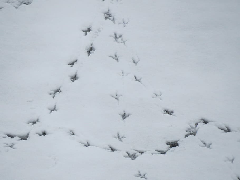 snow, traces, footprints, white, winter, cold, defrost, thawing HD wallpaper