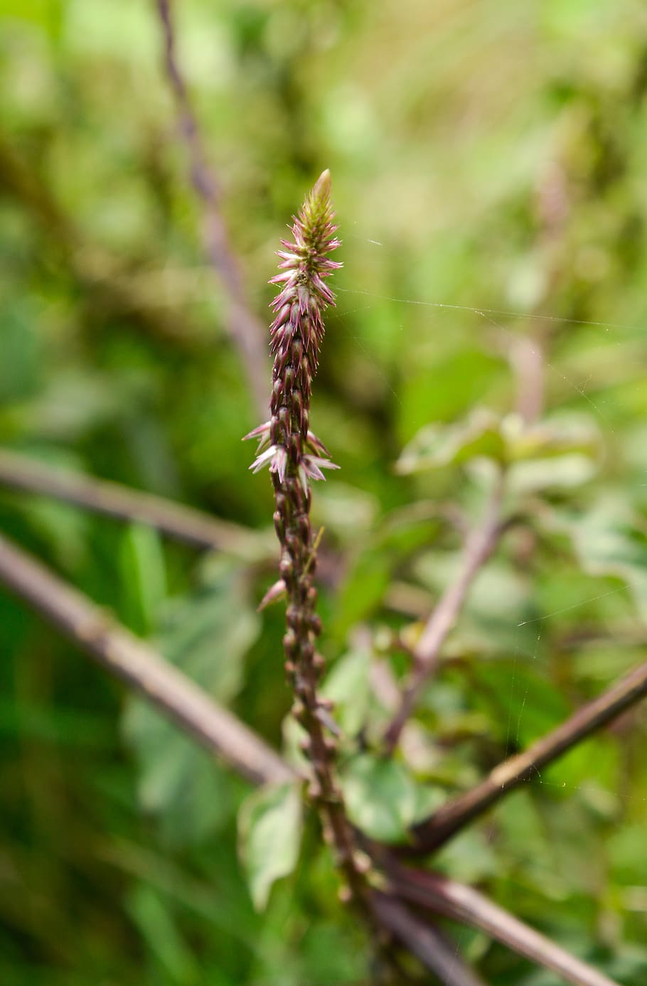grass scratch, herbal, plant, growth, close-up, nature, beauty in nature HD wallpaper