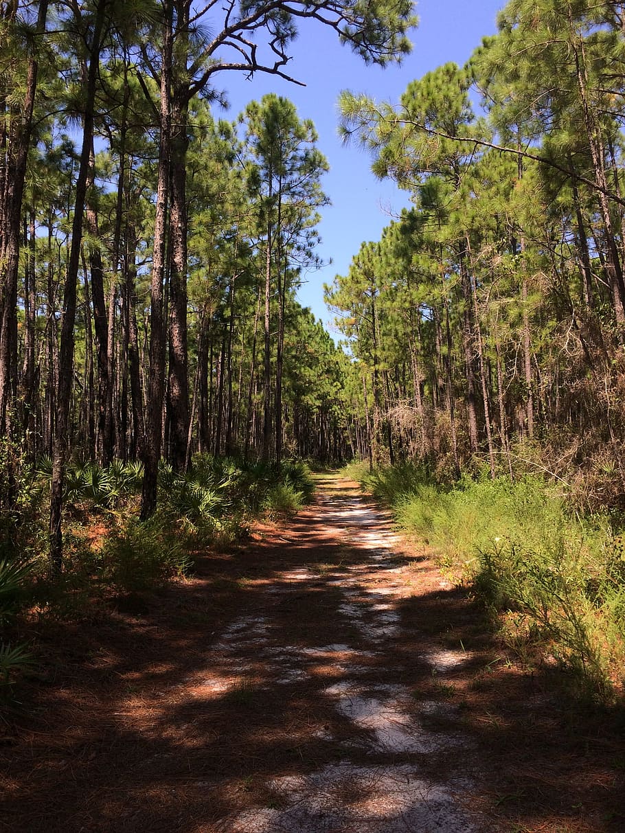 forest, pathway, nature, green, outdoor, wood, walkway, footpath HD wallpaper