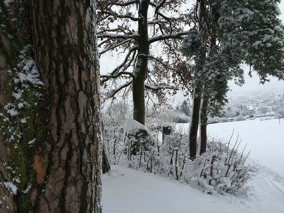 Tree, Bark, Snow, Cold, Winter, cold temperature, nature, tree trunk HD wallpaper