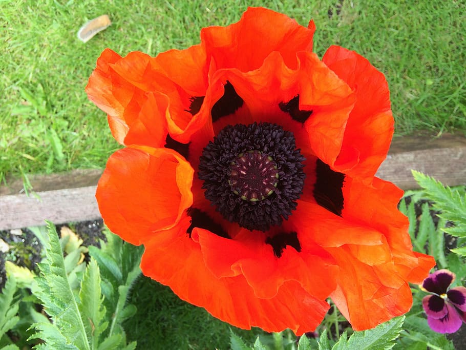 Hd Wallpaper: Giant, English, Red Poppy, Giant Poppy, English Poppy 