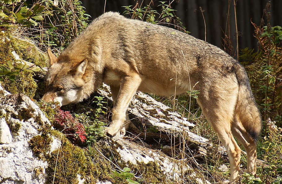 Wolf, Wild Animal, Wildlife Park, european wolf, pack animal, HD wallpaper