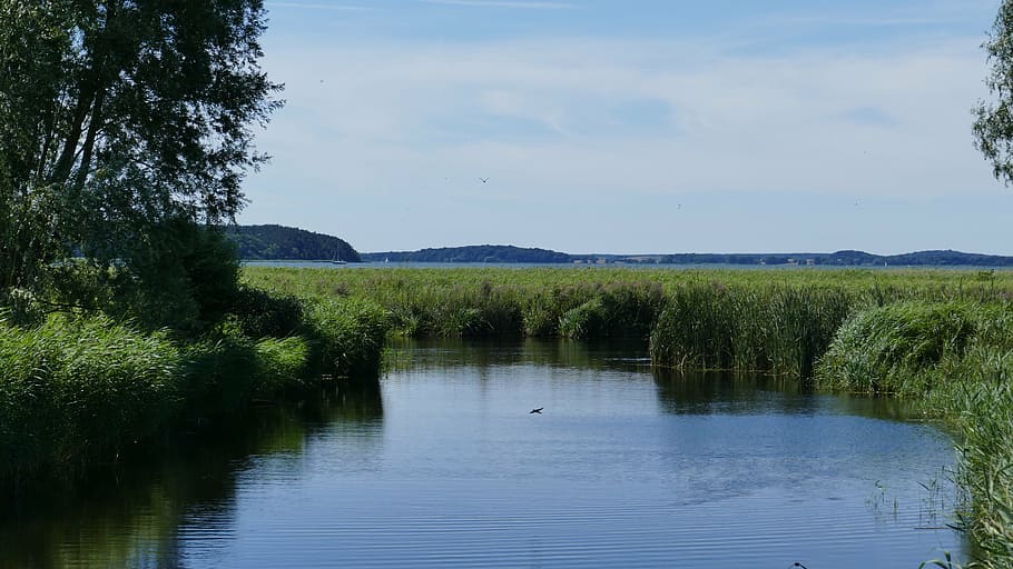 pond, reed, tree, green, blue, birds, lake, waters, nature HD wallpaper