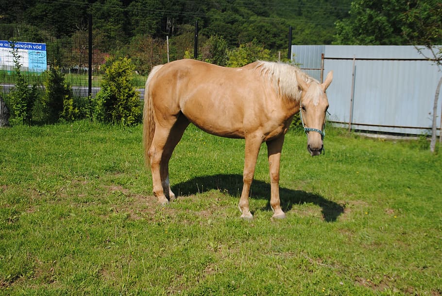 horse, mare, grass, mammal, animal themes, domestic animals HD wallpaper