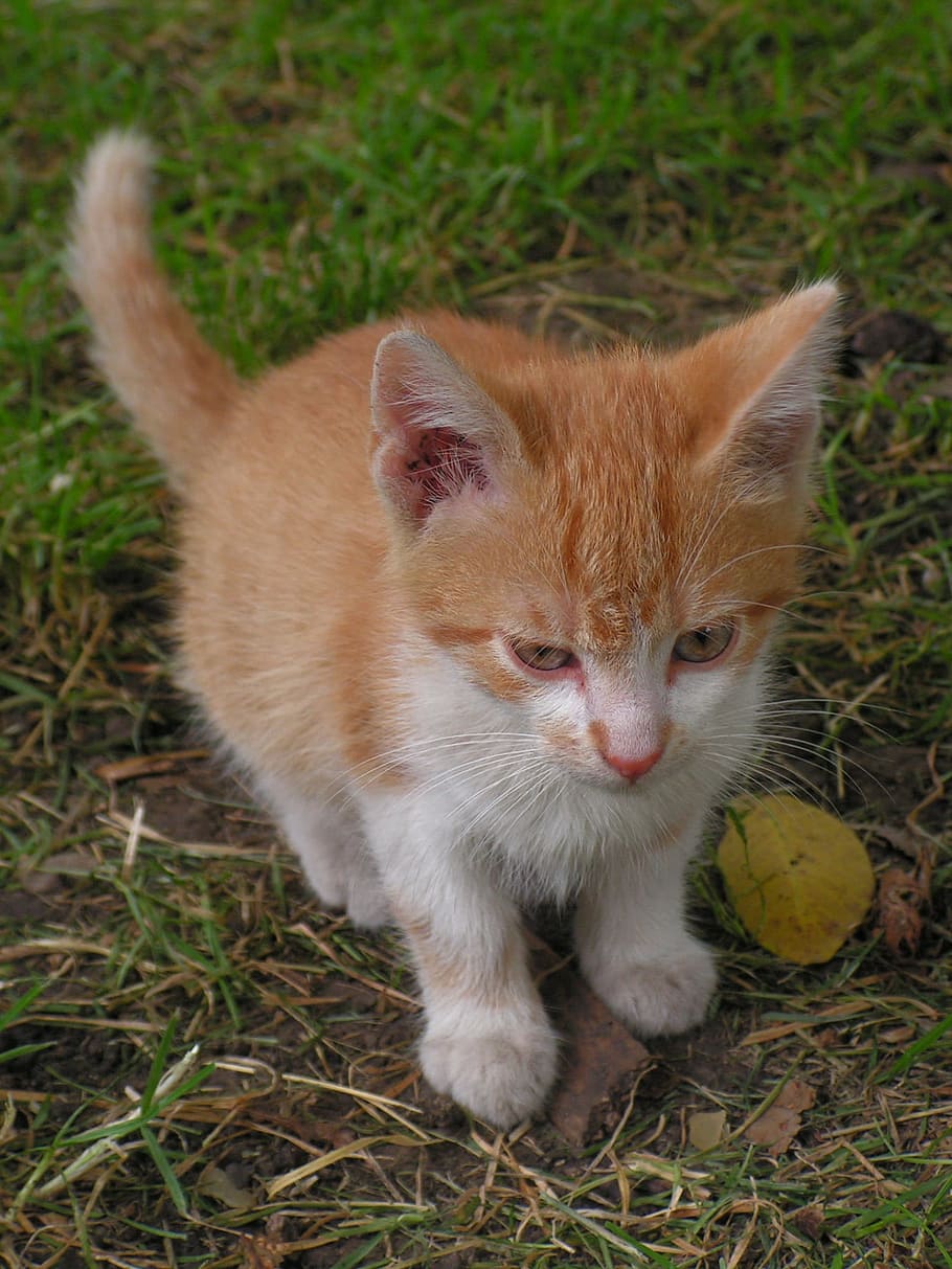 kitten, cat, red, small, mammal, animal, animal themes, pets HD wallpaper