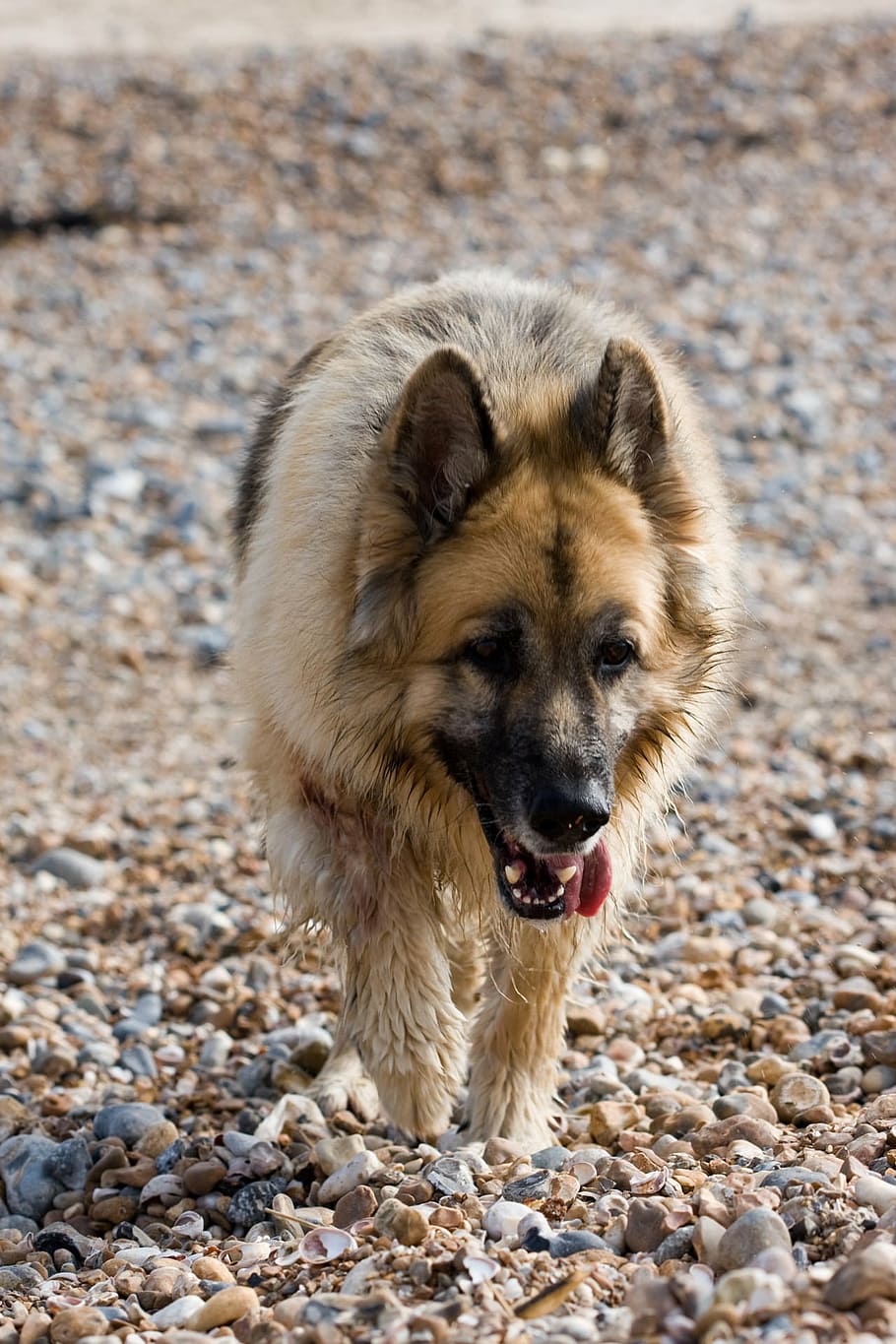 german shepherd, alsatian, dog, animal, pet, canine, breed, HD wallpaper