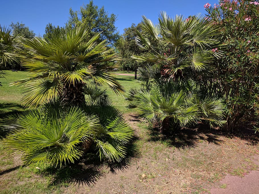 palm trees, park, meadow, rush, earth, plant, nature, no people HD wallpaper
