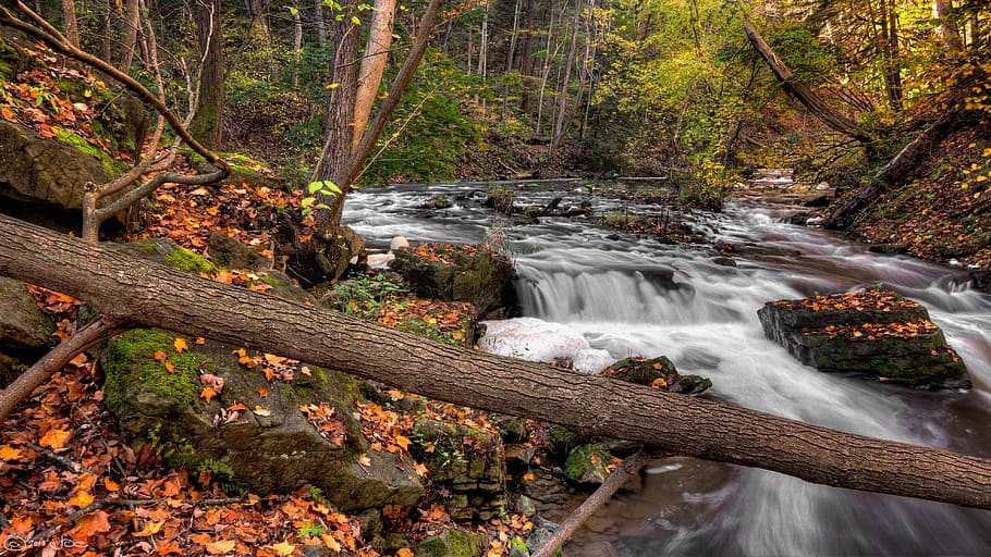 Photo of River in Forest, creek, environment, fall, fallen leaves HD wallpaper