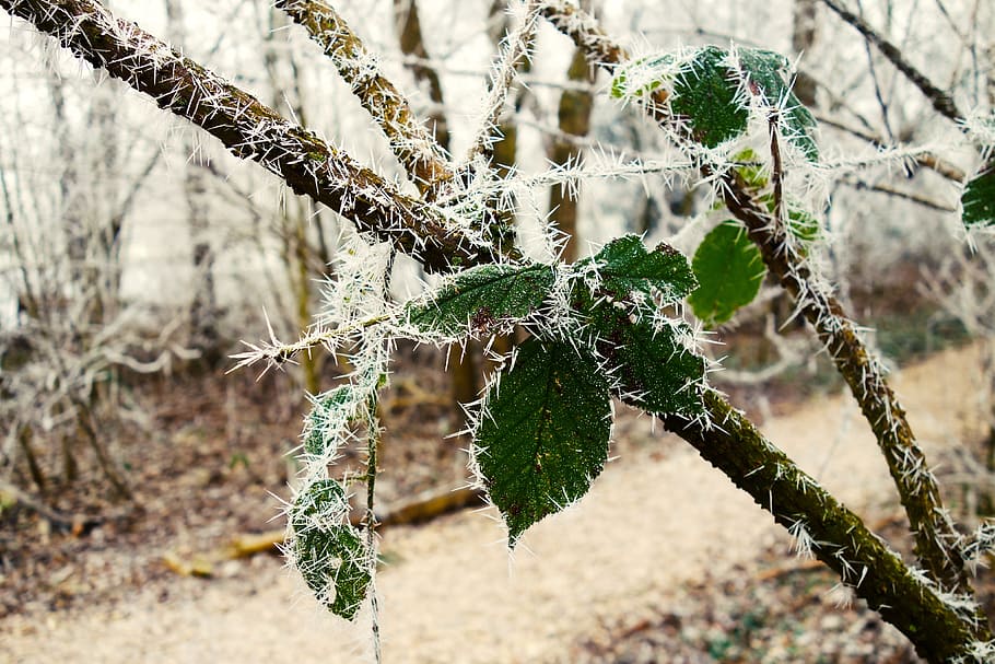 leaf, branch, hoarfrost, winter, lane, park, icy, cold, winter day HD wallpaper