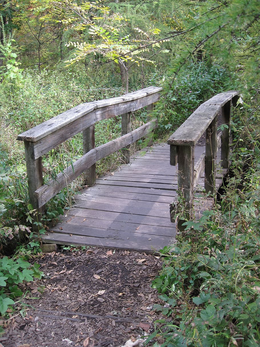 bridge, woods, path, old, wooden, plant, wood - material, growth HD wallpaper
