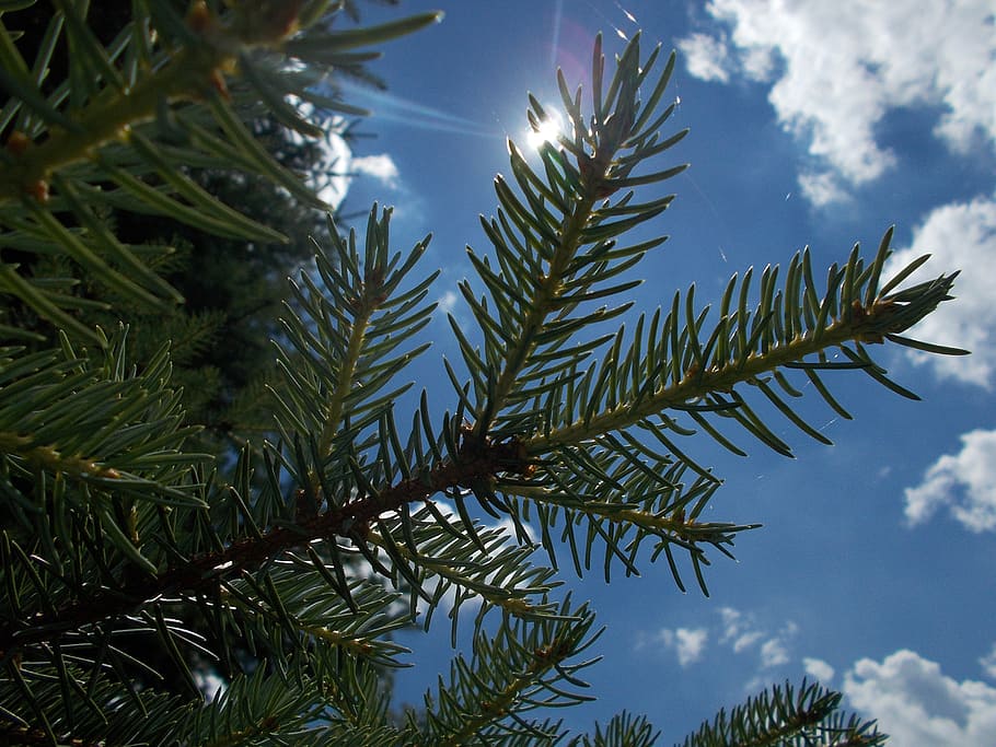 sky, view, nature, overview, up, tree, clouds, plant, growth HD wallpaper
