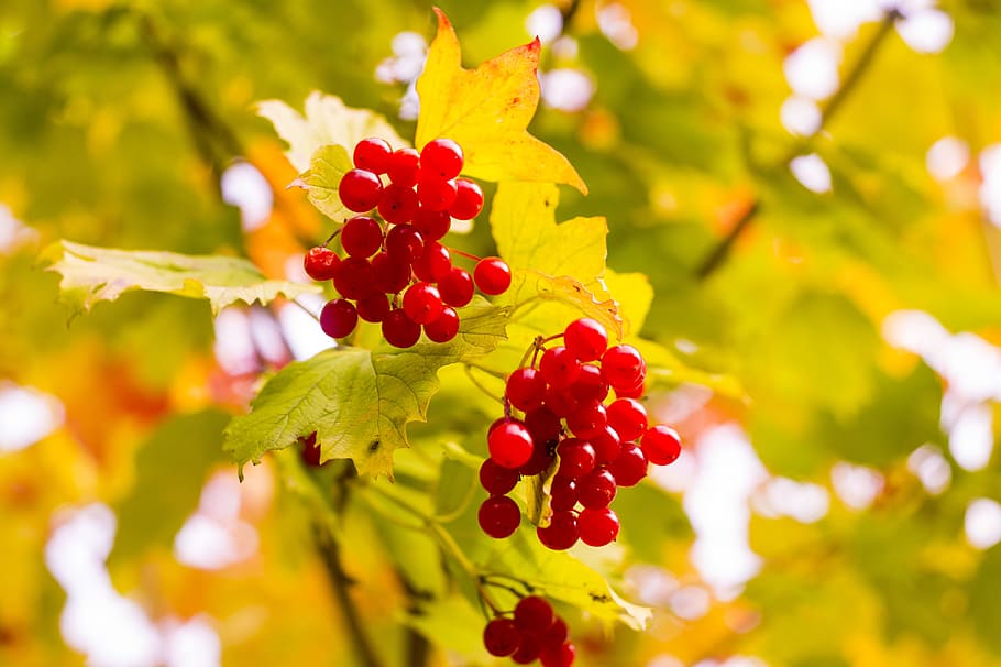 autumn, viburnum, leaves, red, nature, berry, golden autumn, HD wallpaper