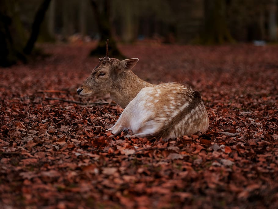 brown and white deer, deer lying on withered leaves, sitting HD wallpaper