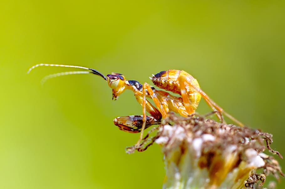 Mantis, Bug, Insect, India, nature, macro, animal themes, animal wildlife HD wallpaper