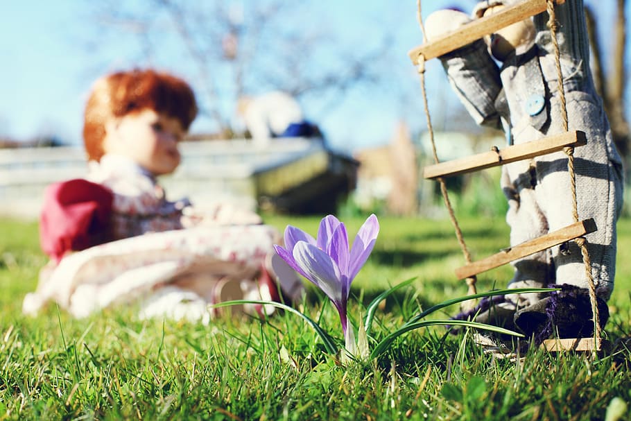 garden, spring, crocus, flower, plant, dolls, grass, meadow HD wallpaper