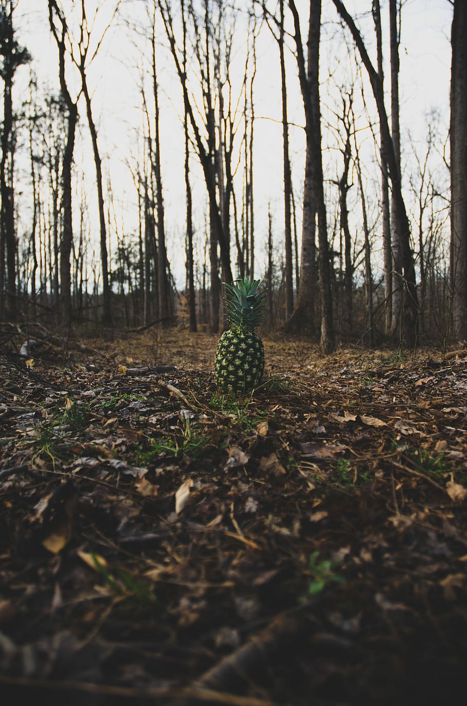 The Pineapple, green pineapple under forest, trees, fruit, food HD wallpaper