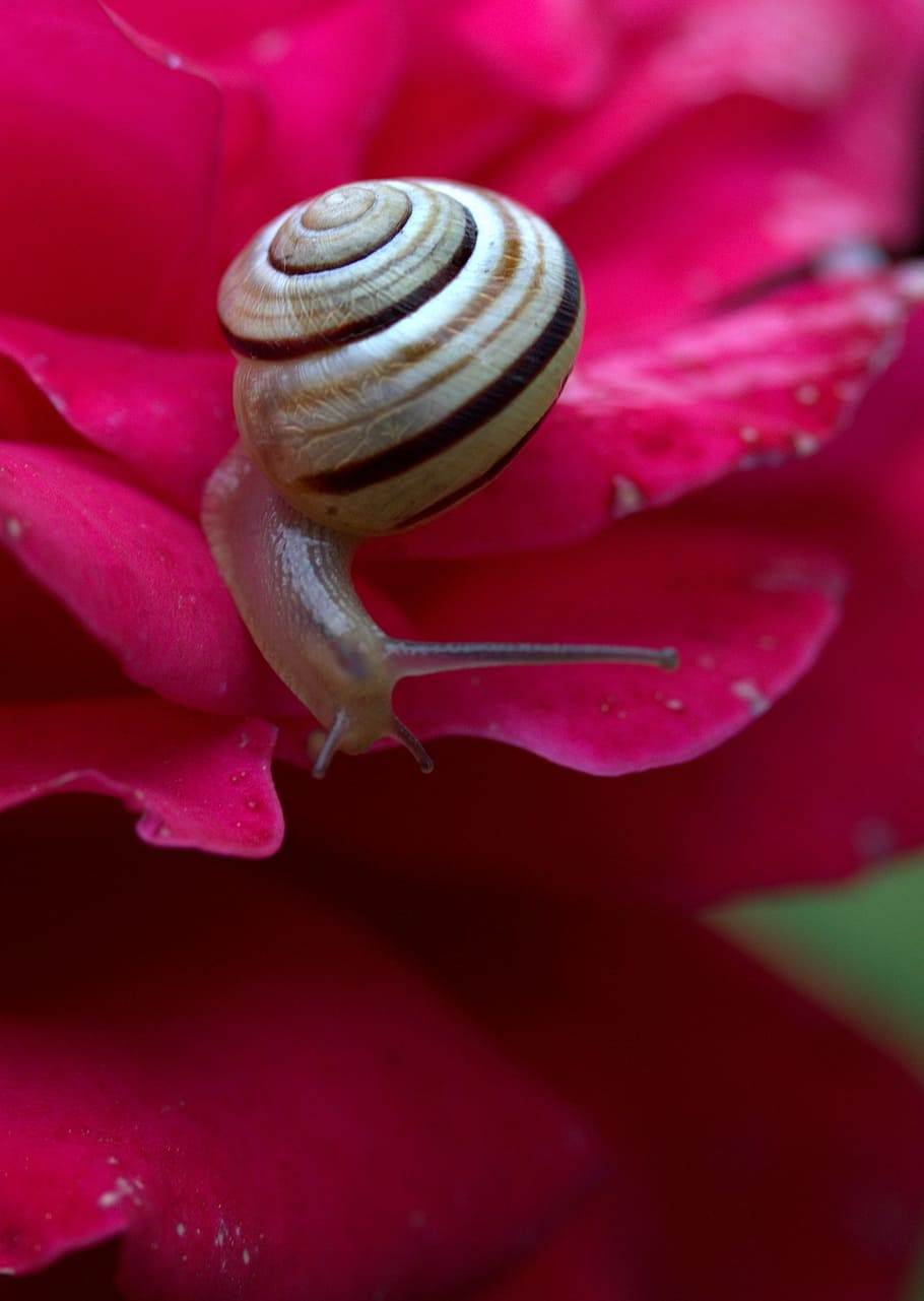 snail, rose, petals, shell, dew, nature, close-up, macro, animal HD wallpaper
