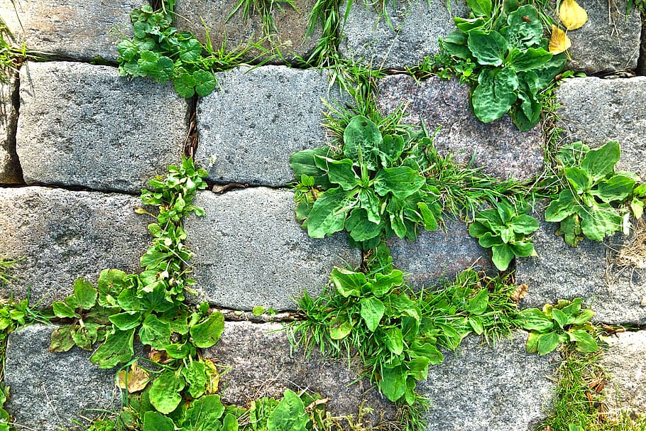 stone, cobble, cobblestone, footpath, walkway, surface, paving HD wallpaper