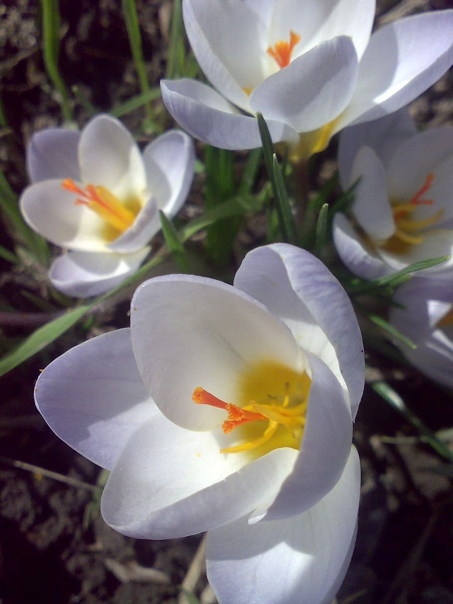 Crocuses, Flowers, Spring, petal, white color, flower head HD wallpaper
