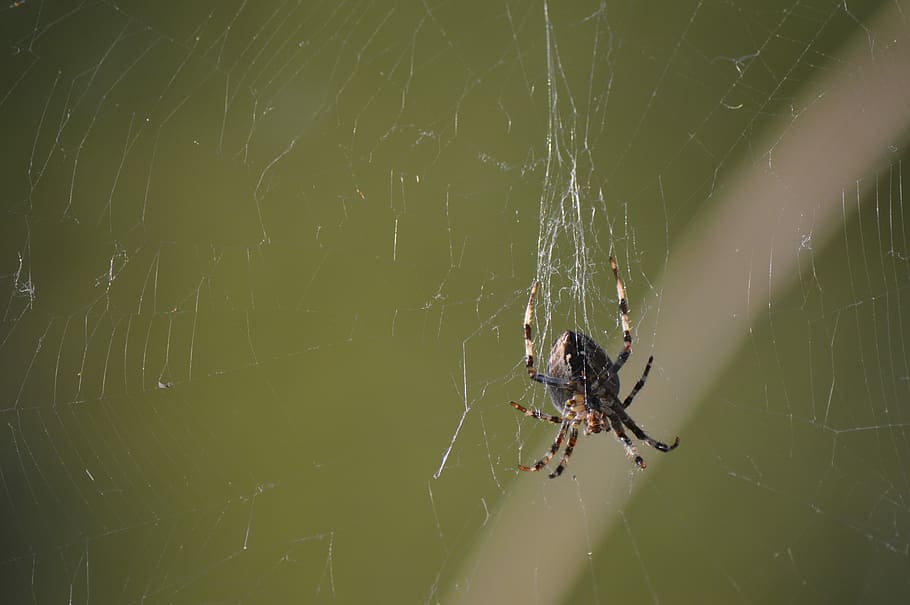 Spider, Insect, Animal, Nature, Arachnid, web, one animal, animal themes HD wallpaper