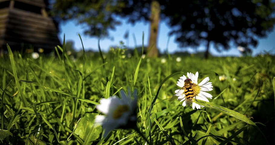 bee, daisy, meadow, close, macro, spring, nature, summer, white blossom HD wallpaper
