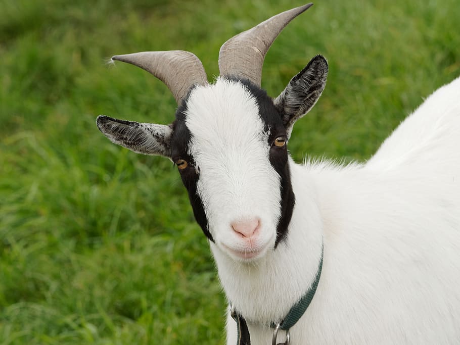 goat, goats, capra, cabris, kid, animals, cute, mammal, animal themes HD wallpaper